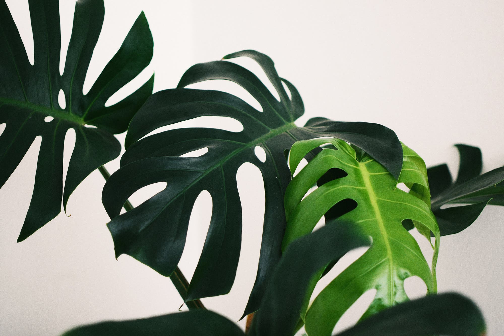 Zimmerpflanzen und Garten Das sind die grossen Trends