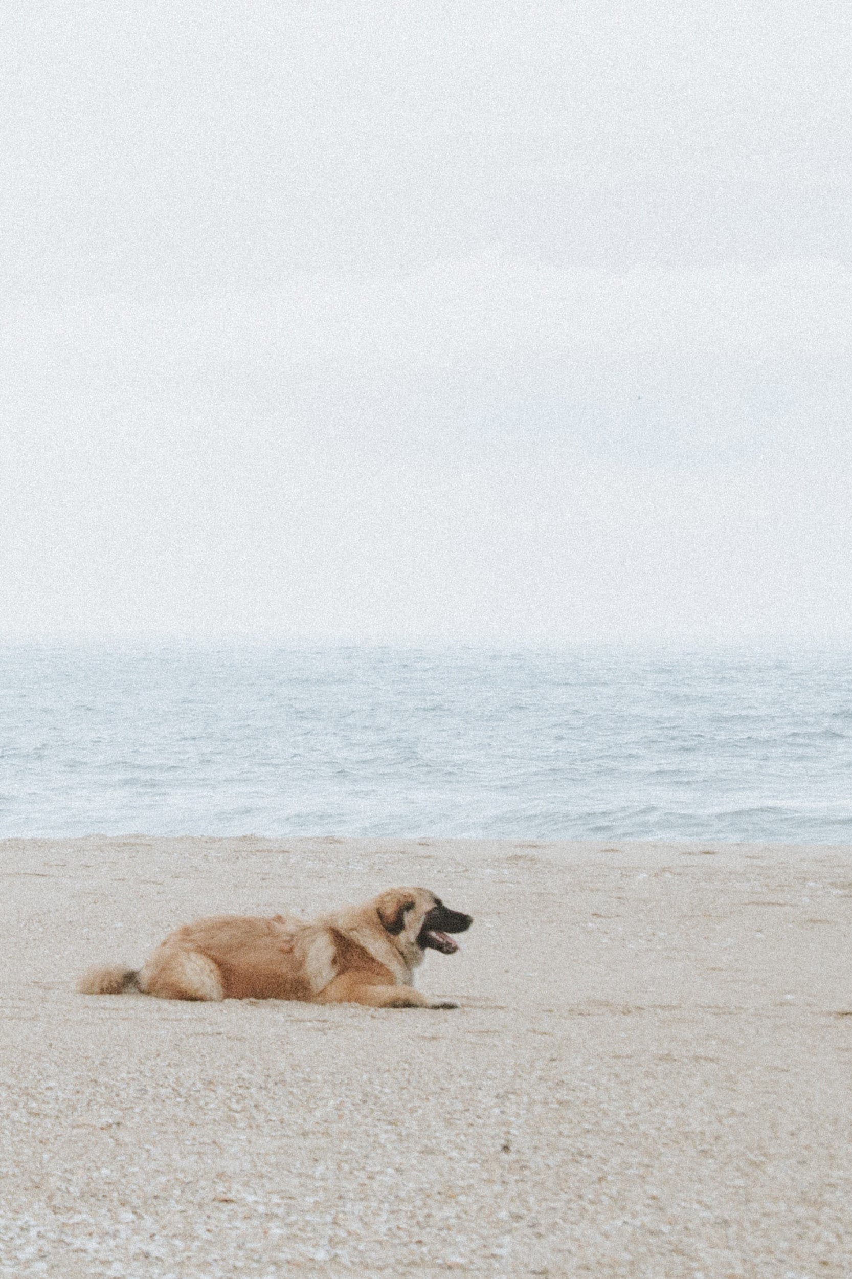 Reisen in Europa mit Hund Diese Regeln gilt es zu beachten