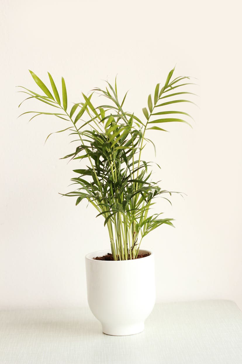 Diese Pflanzen eignen sich gut fürs Schlafzimmer 5 Tipps