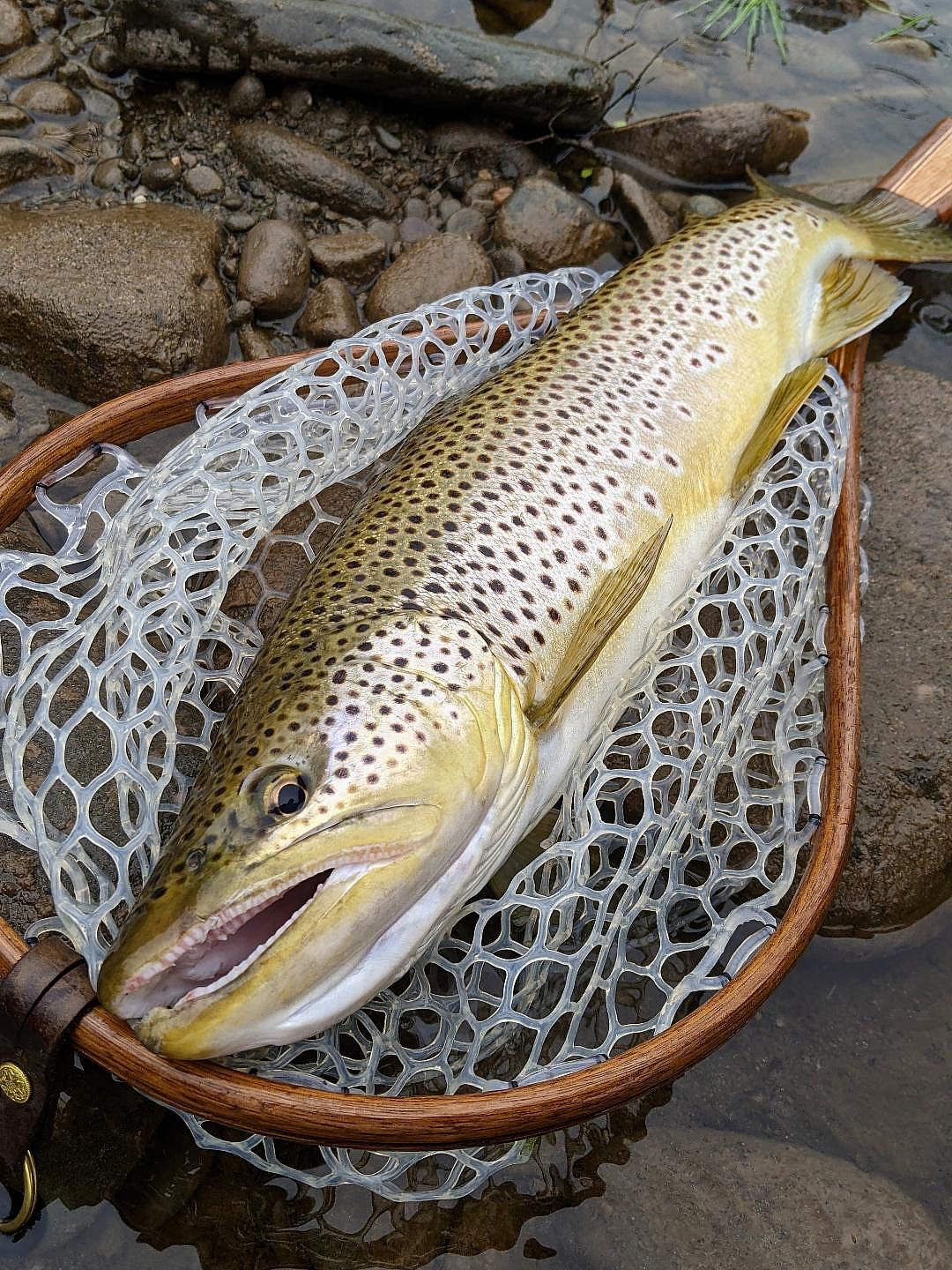 Fly Fishing the Catskill Mountains Full Day Outguided