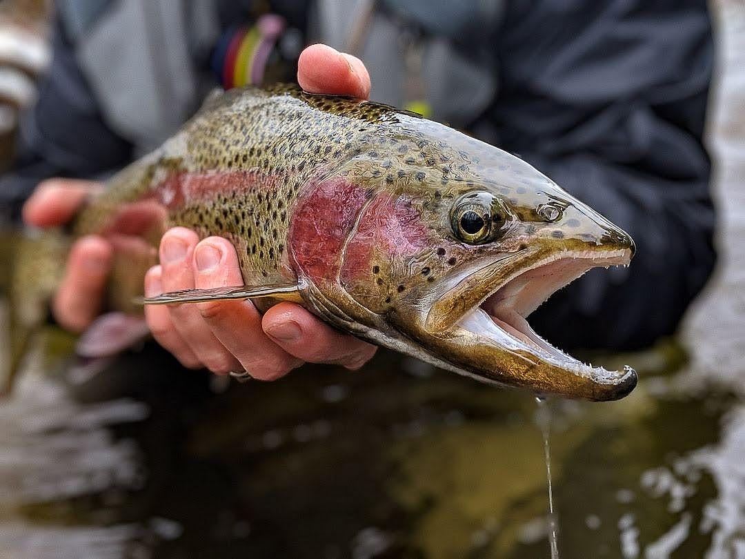 Fly Fishing the Catskill Mountains Half Day Outguided