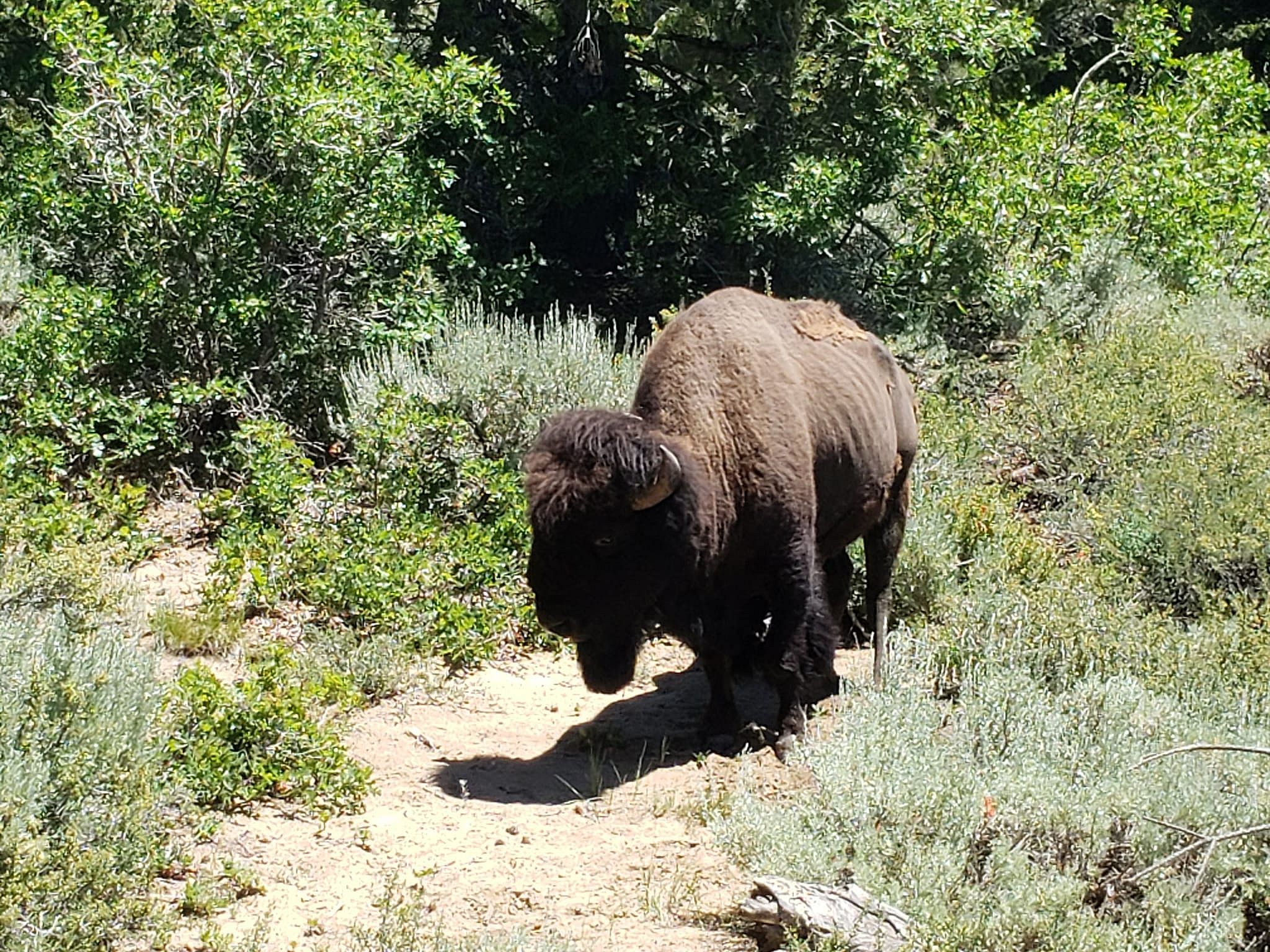 5 Day Guided Cow Bison Hunt in Utah Outguided
