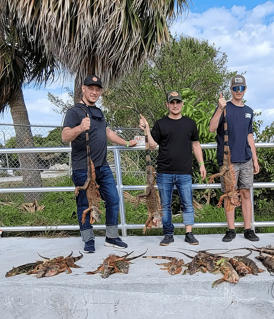 Iguana Hunting In West Palm Outguided