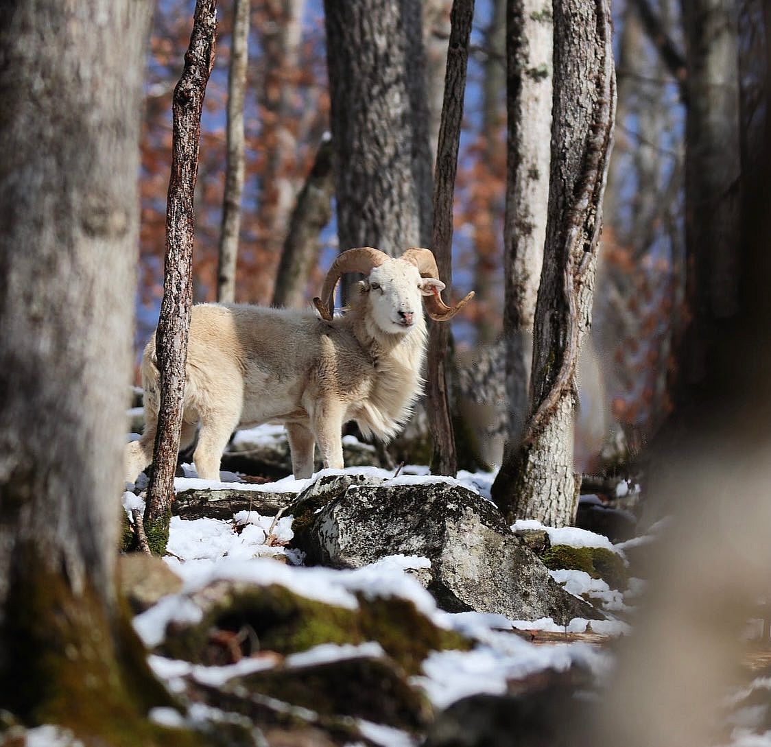 3 Day Texas Dall Ram Hunt in Tennessee Outguided