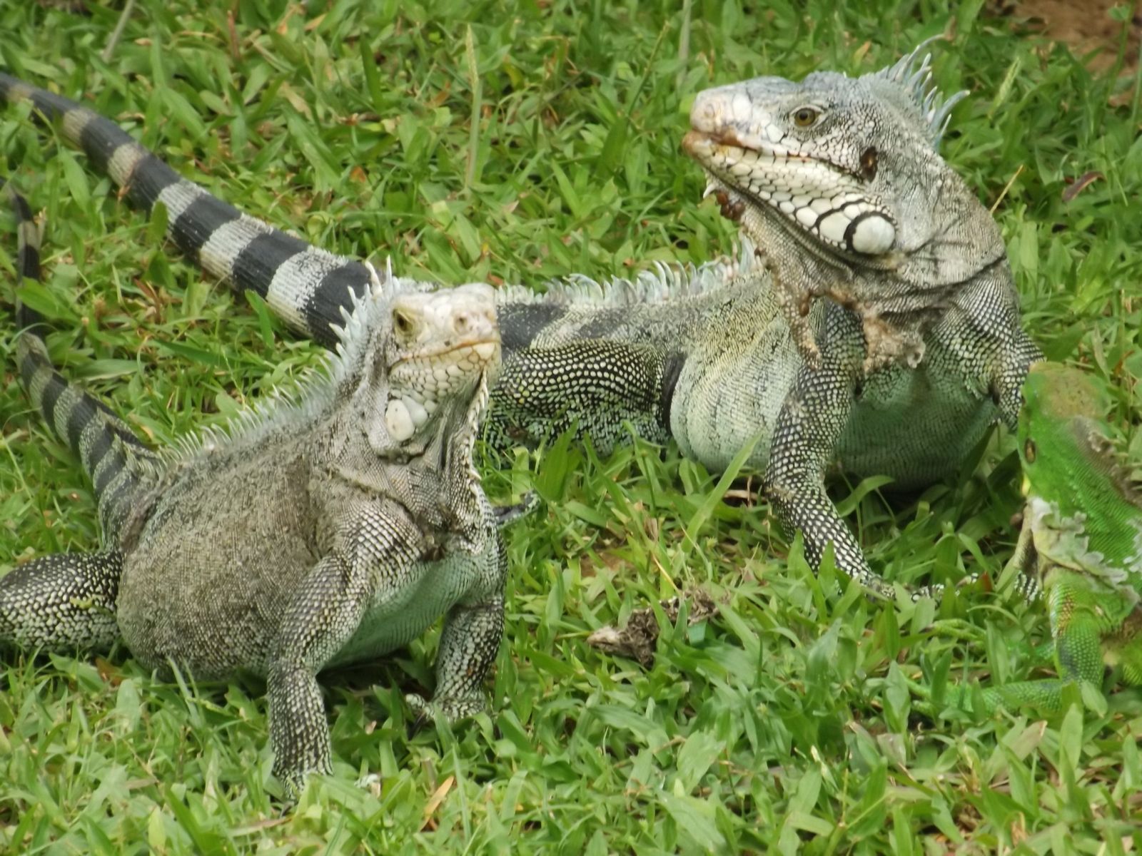 ☑ quels animaux en guyane