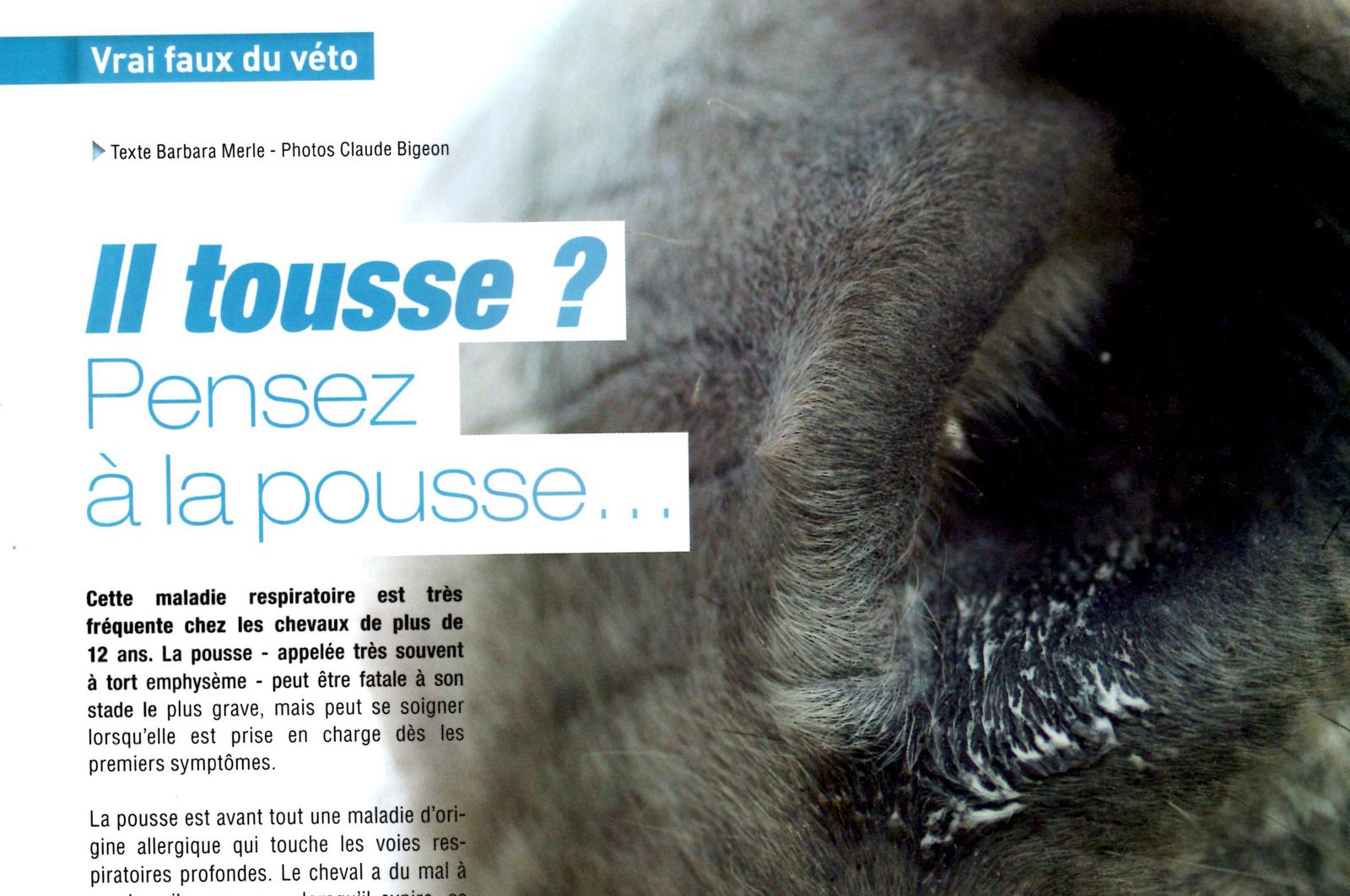 Il tousse ? Pensez à la pousse… dans Sports Equestres - Le blog pro de  Barbara Merle