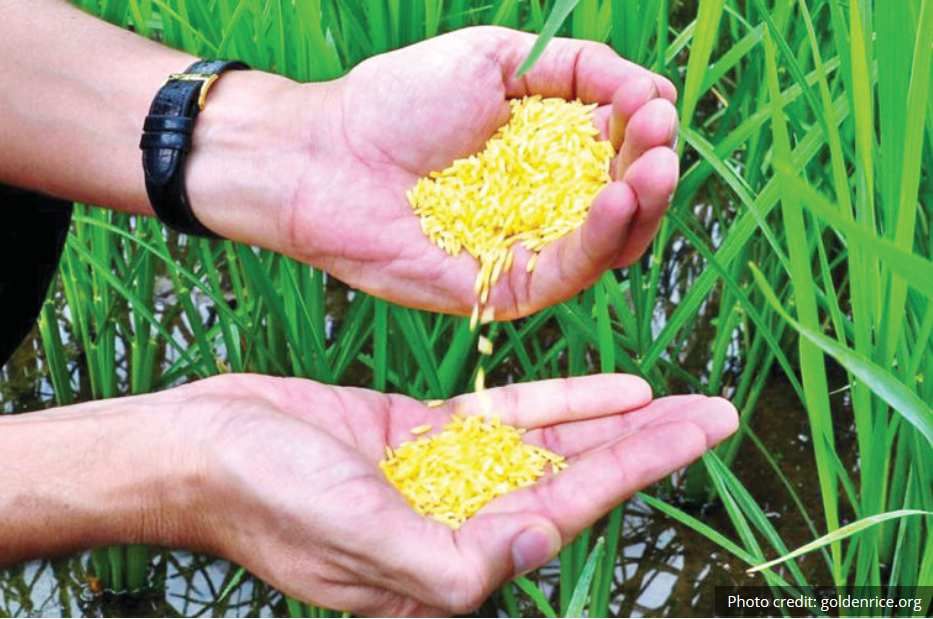 Toujours en attente de l'approbation du riz doré pour pouvoir le semer Agriculture