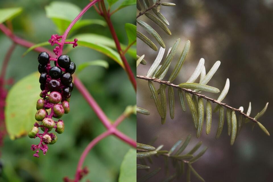 Beware the poison plant creeping into NJ parks NewsBreak