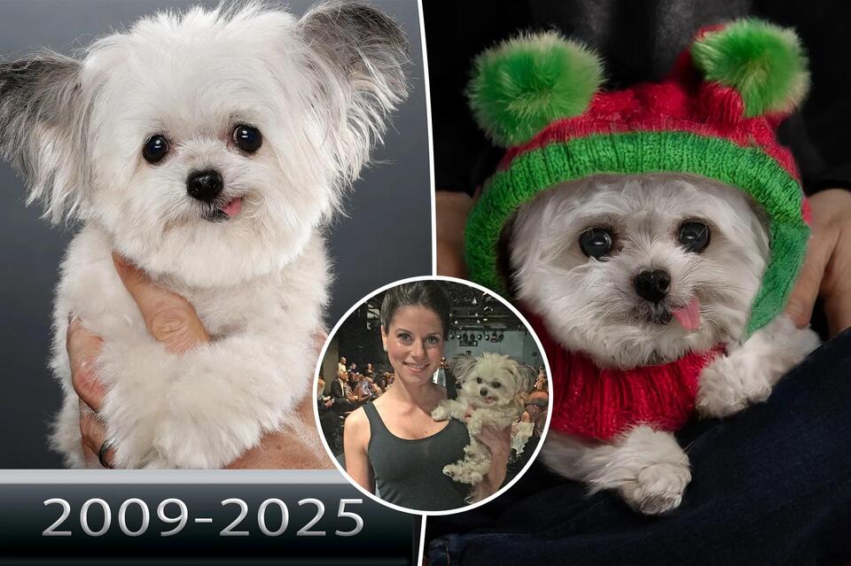 Norbert, the favorite droopytongue therapy dog, dead at 15