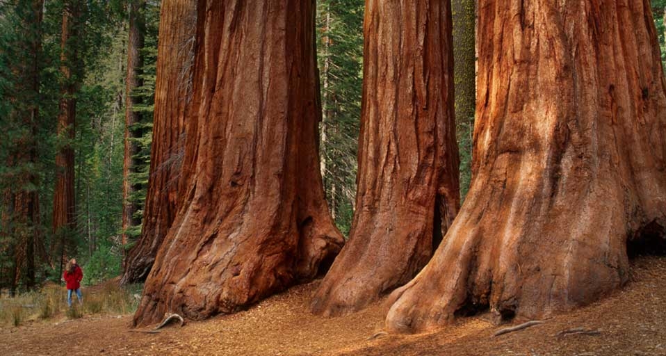 Ein Besucher steht am Fuße mehrerer Mammutbäume im Yosemite