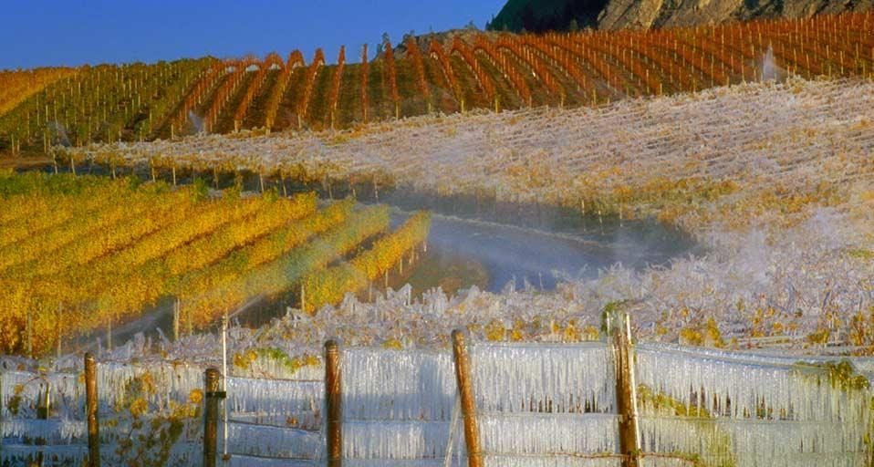 Vineyards covered with icicles for the ice wine harvest, South Okanagan