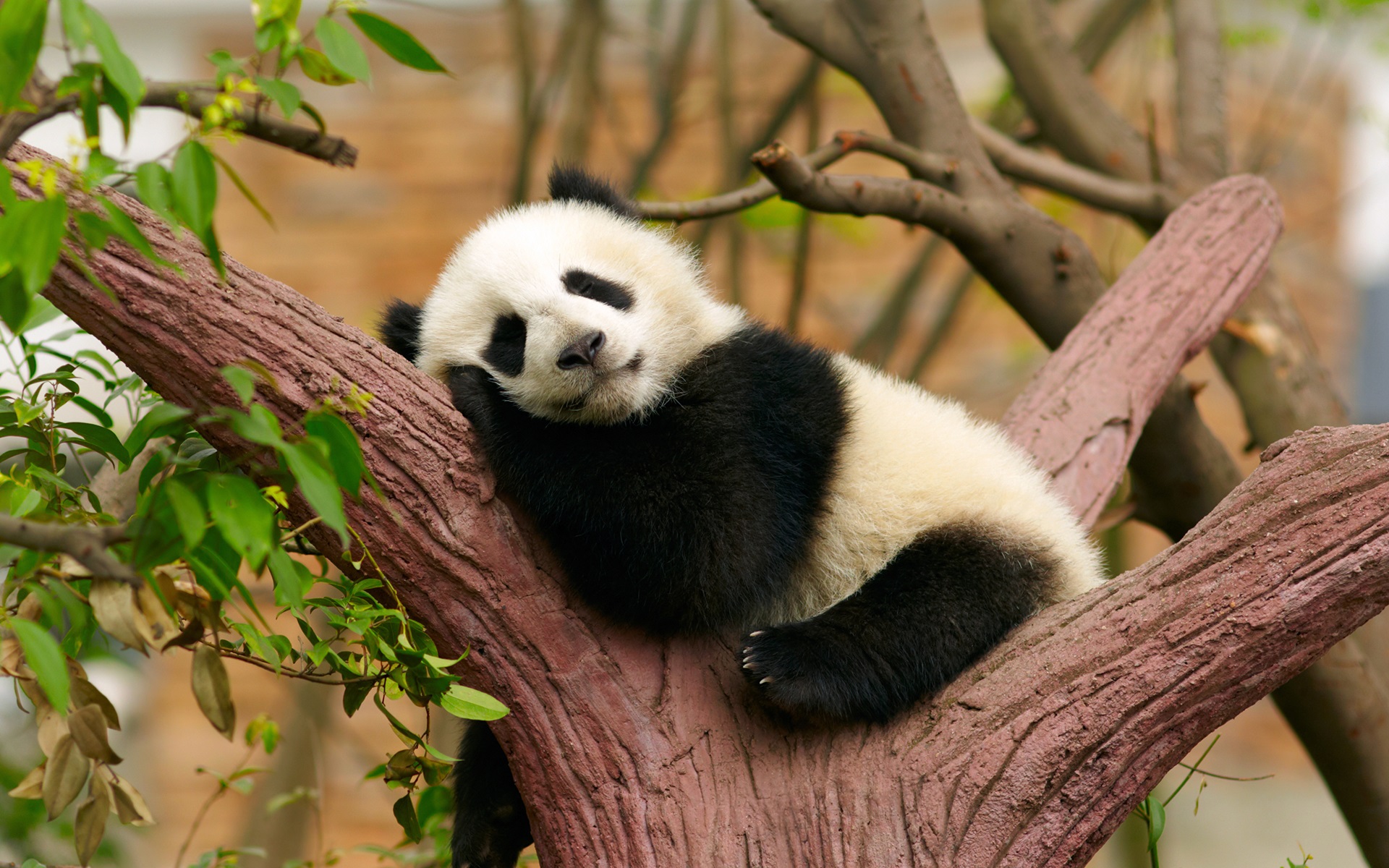 Baby Animals Desktop Backgrounds Free Wallpaper Collection Peapix