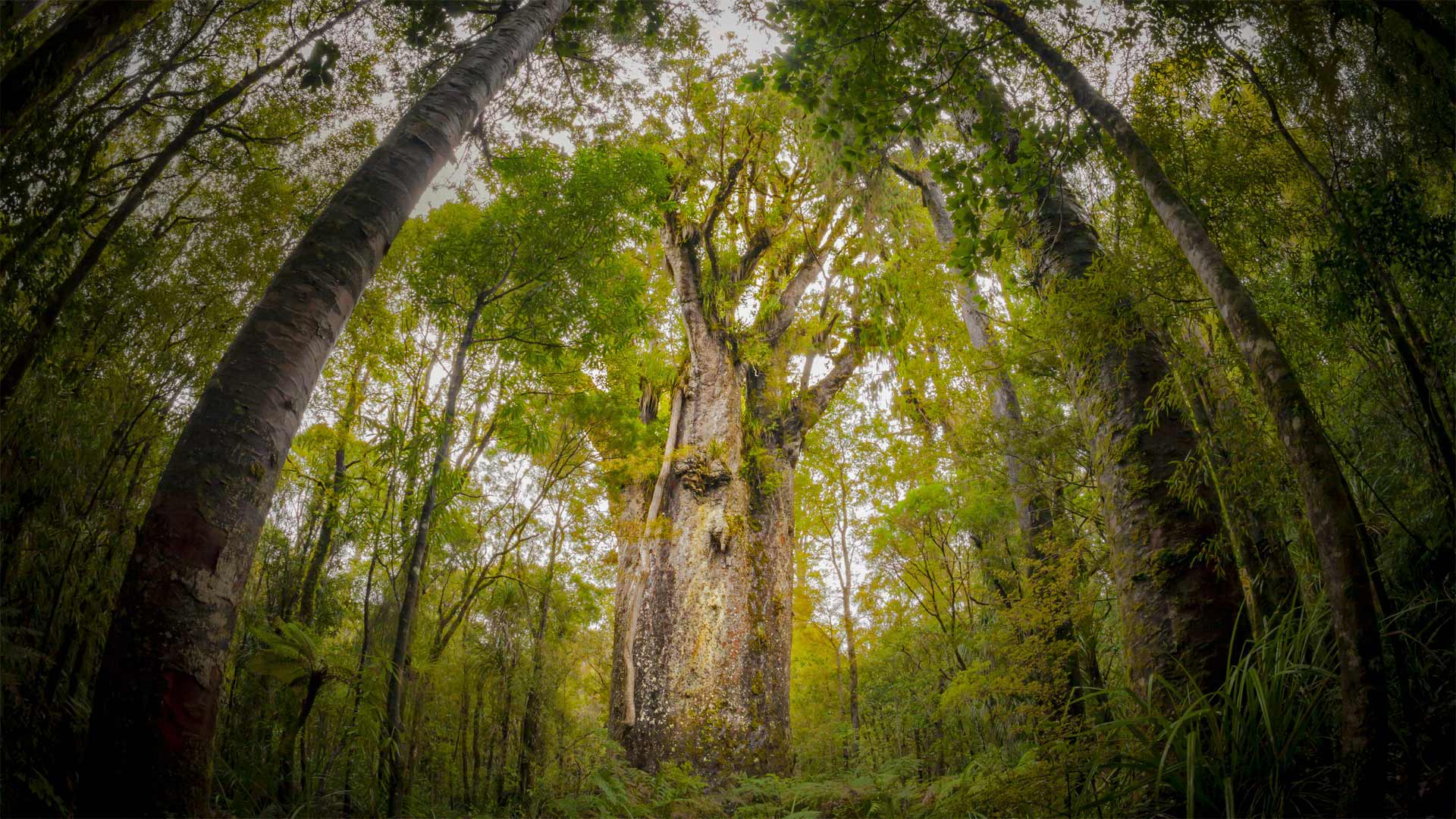 Te Matua Ngahere, ein riesiger KauriBaum im Waipoua Forest, Northland