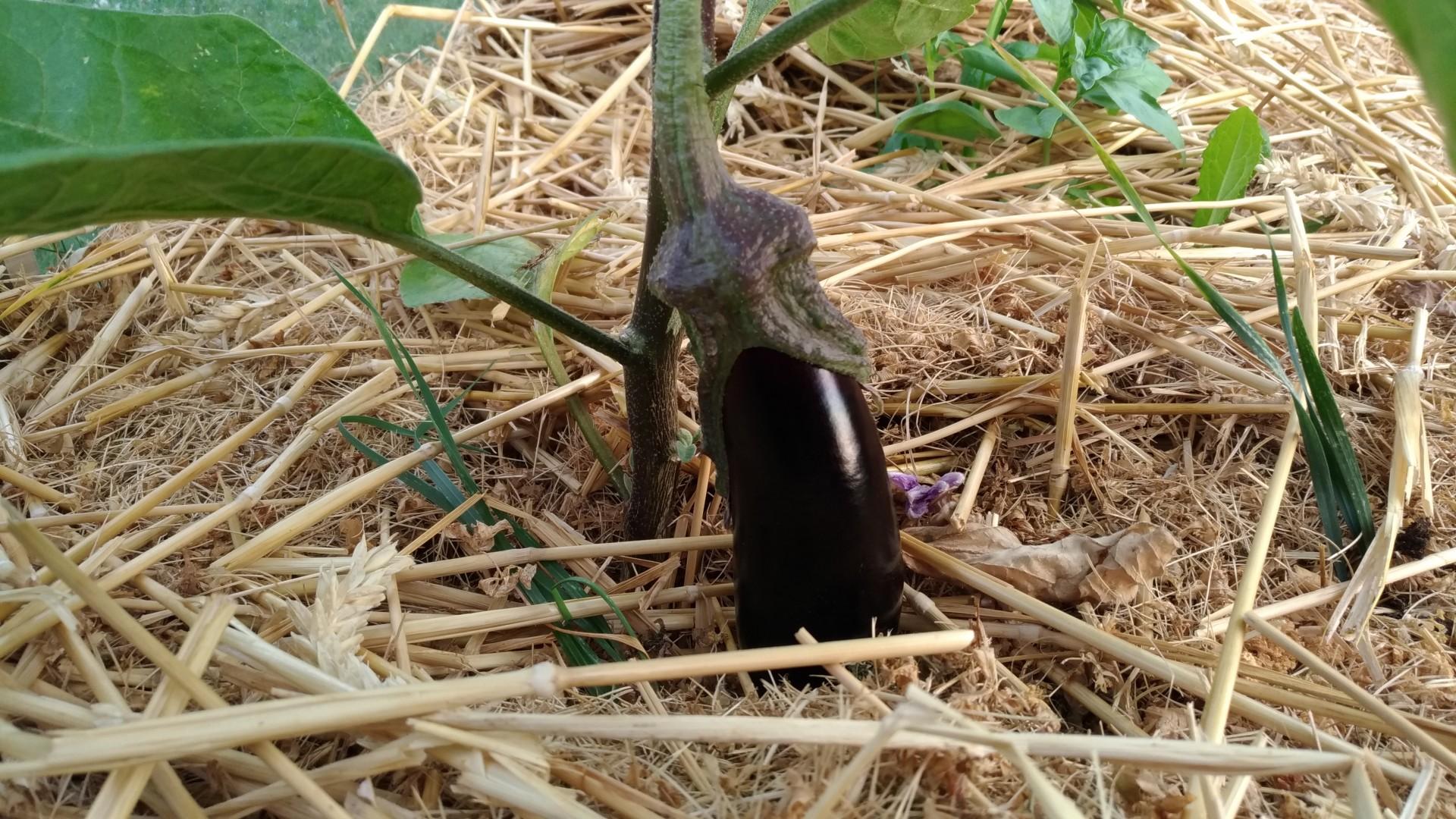 Eggplants when to plant them in the garden?
