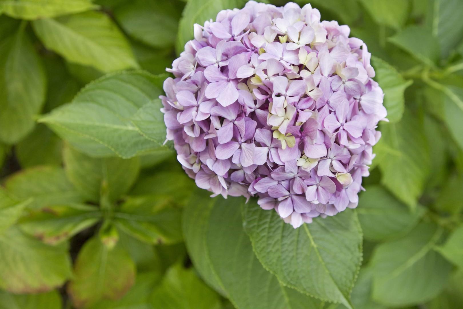 Cutting hydrangeas here's how to successfully prune them to see them bloom