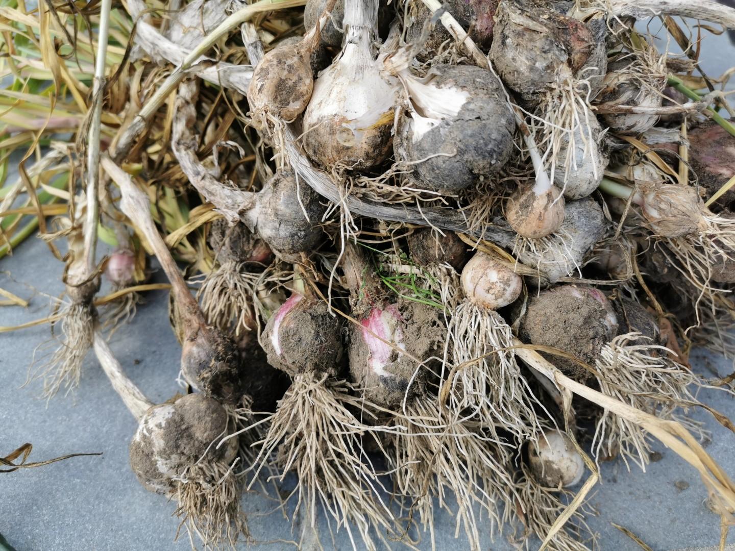 When to plant garlic in the garden?