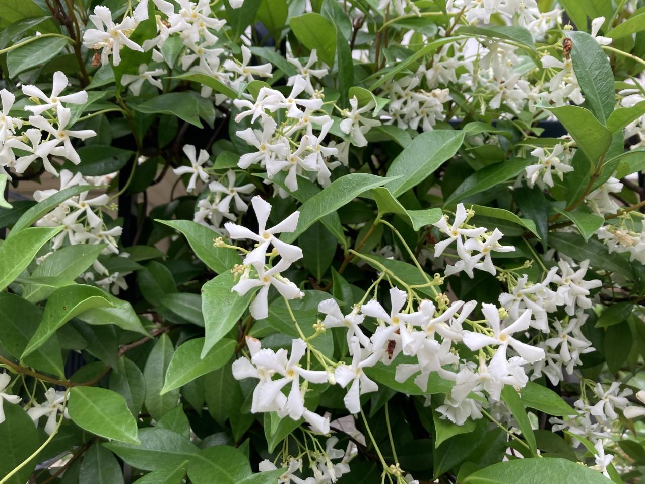 Jasminanbau: Pflanz- und Pflegetipps für duftende Blumen