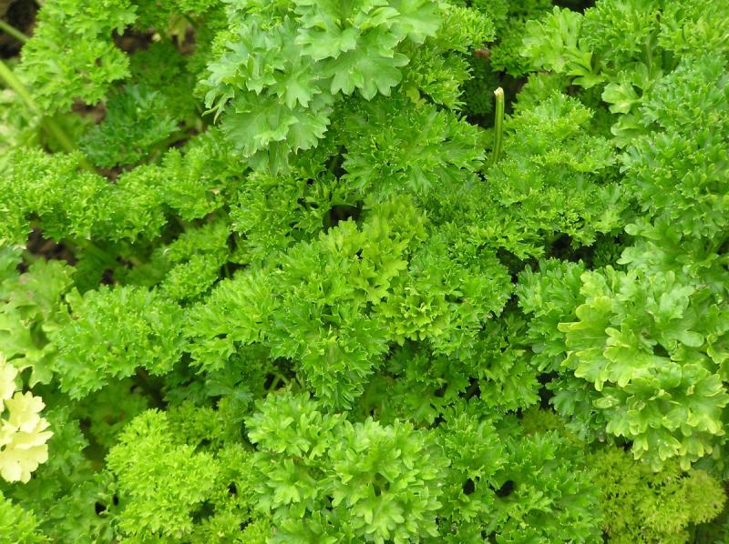 When to plant parsley in the garden?