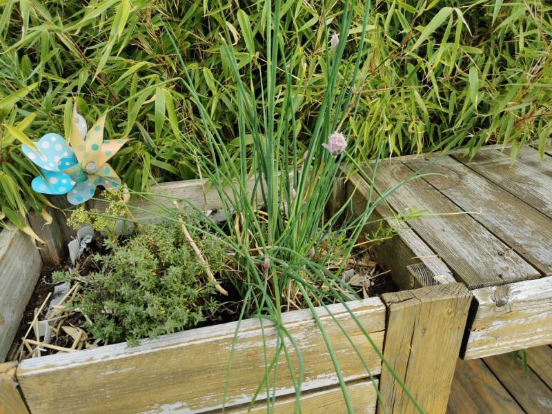 How to cut chives so that they grow back?