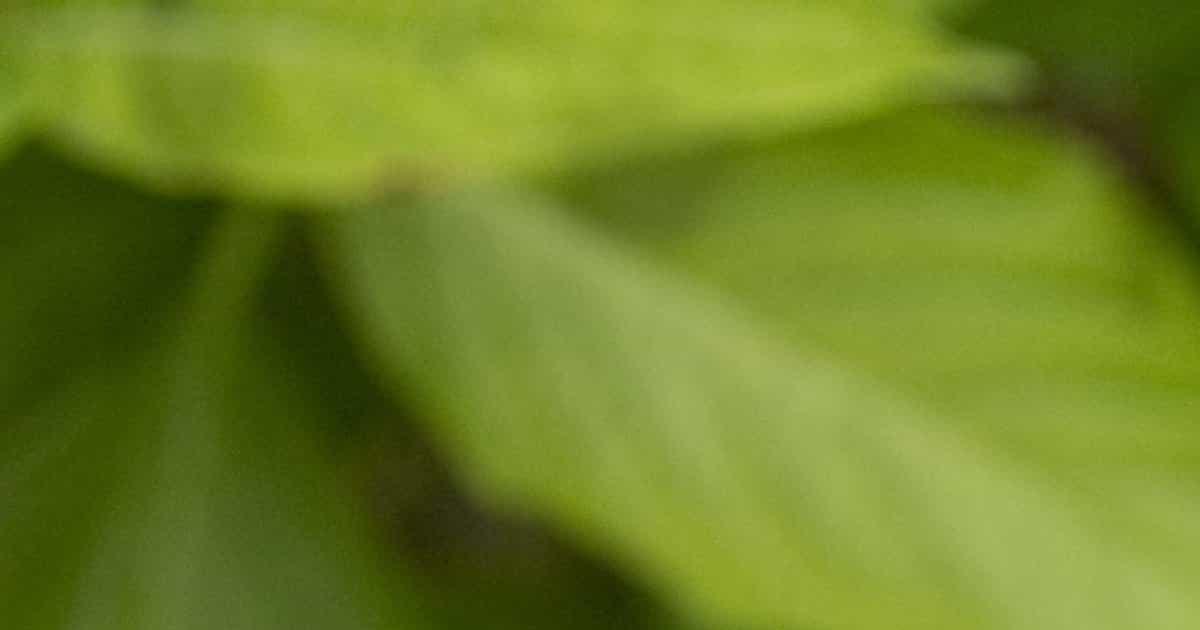 Cutting hydrangeas here's how to successfully prune them to see them bloom