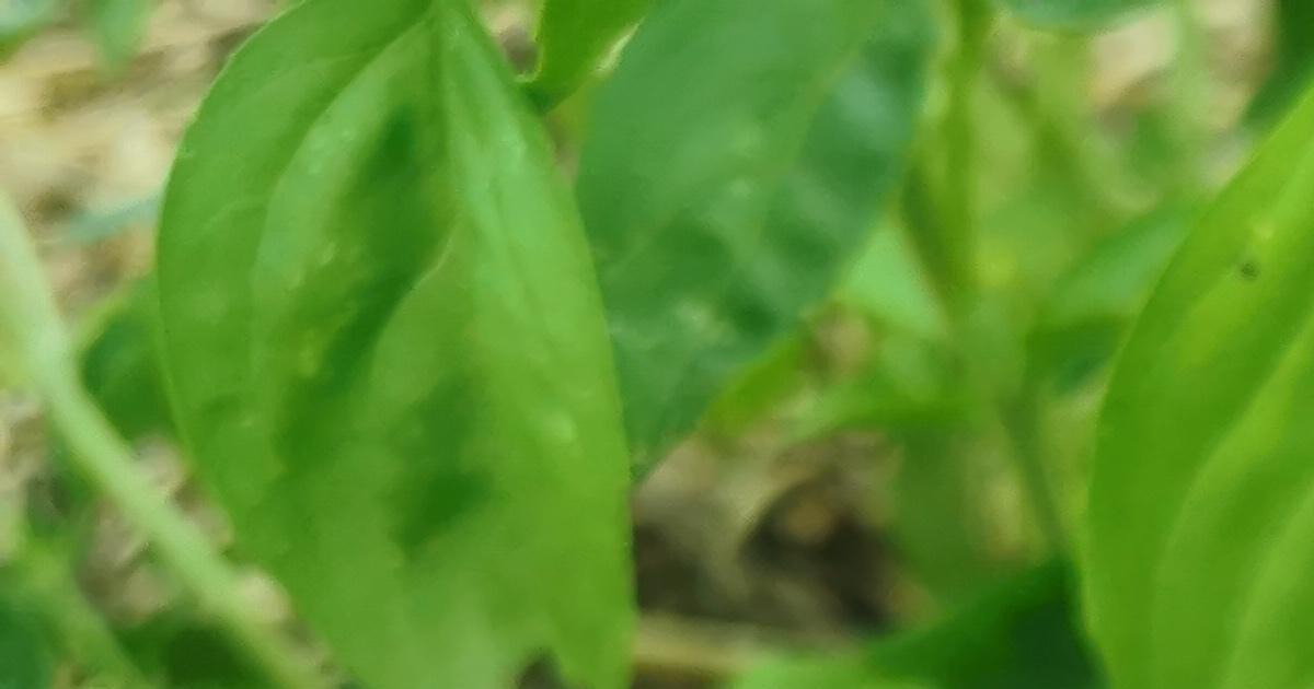 Where to plant basil in the garden?