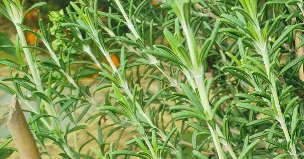 Where to plant rosemary in the garden?
