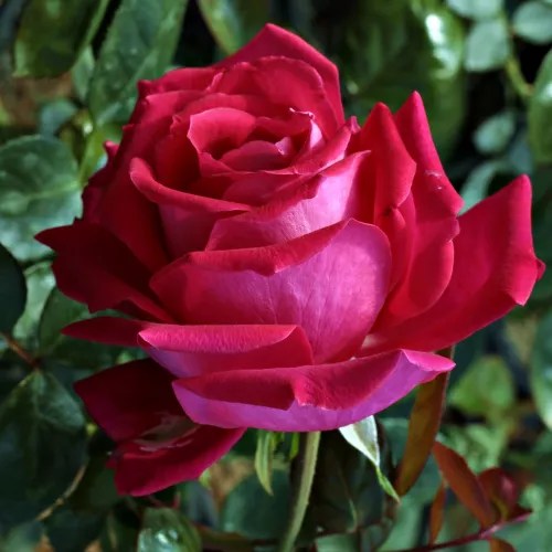 Pink hybrid Tea intensive fragrance Anne Marie Trechslin Roses