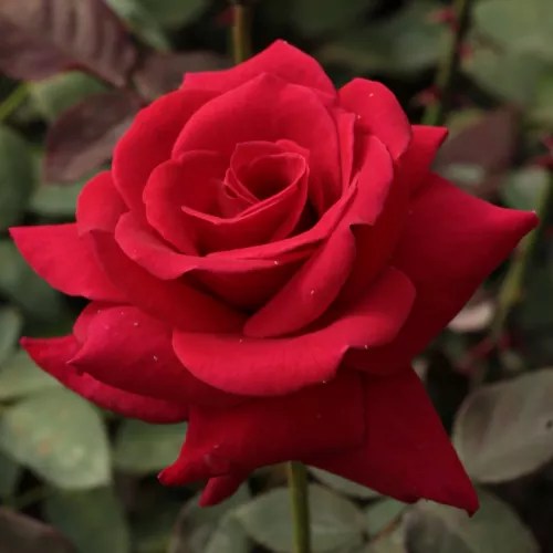 National Trust hybrid Tea red discrete fragrance Order Roses