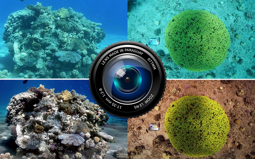 Ce filtre photo révèle les vraies couleurs du fond marin