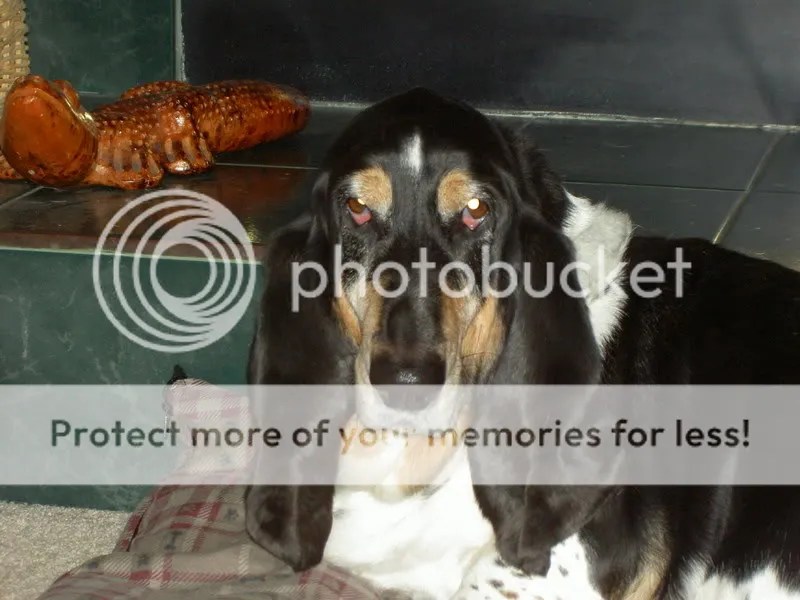 You want to see some jowls????? Basset Hounds Forum