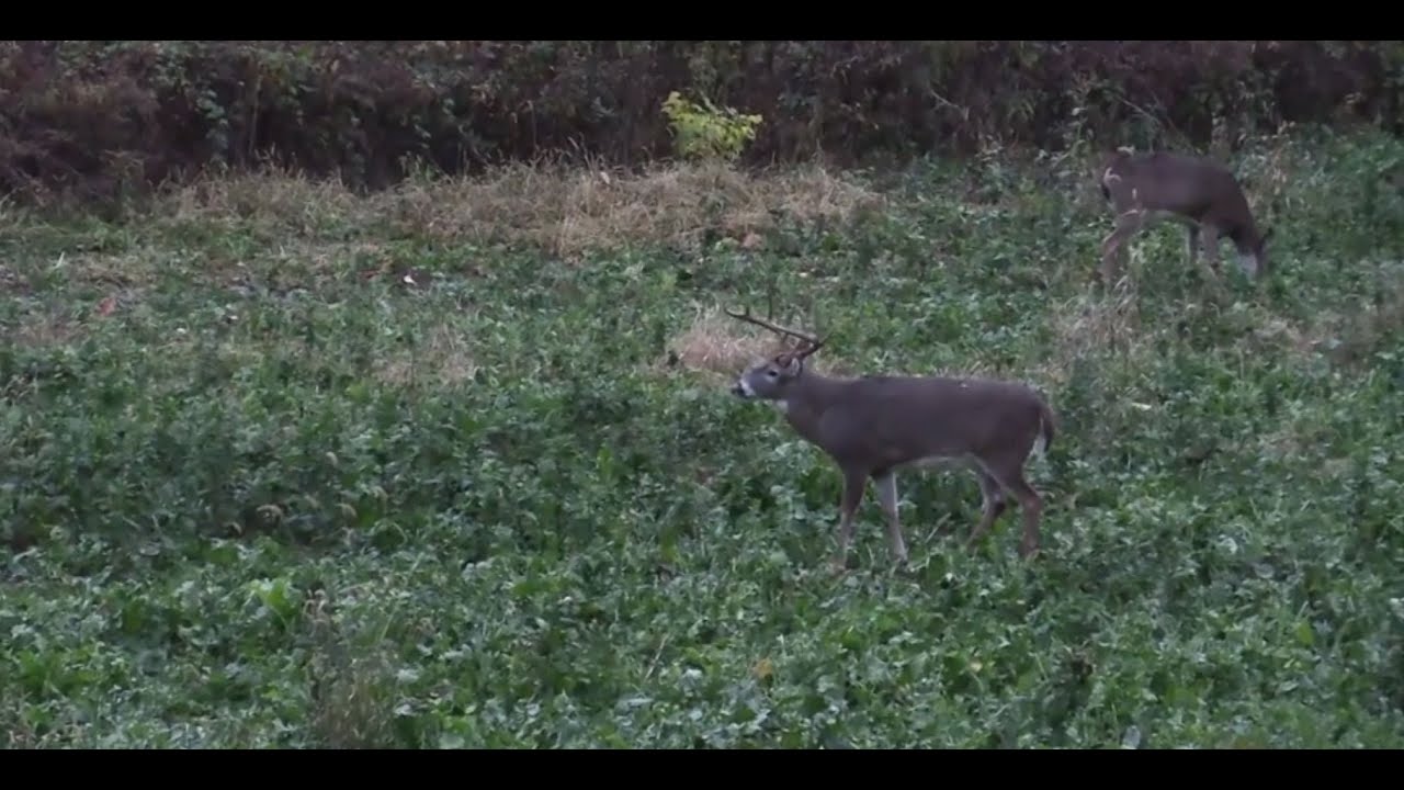 Deer Hunting Land Management PrecisionOutdoors