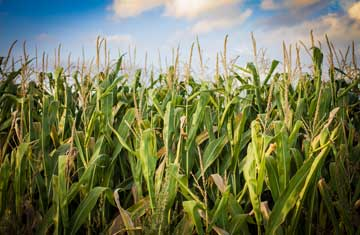 Federal ethanol mandate could disrupt fuel supply, refineries warn