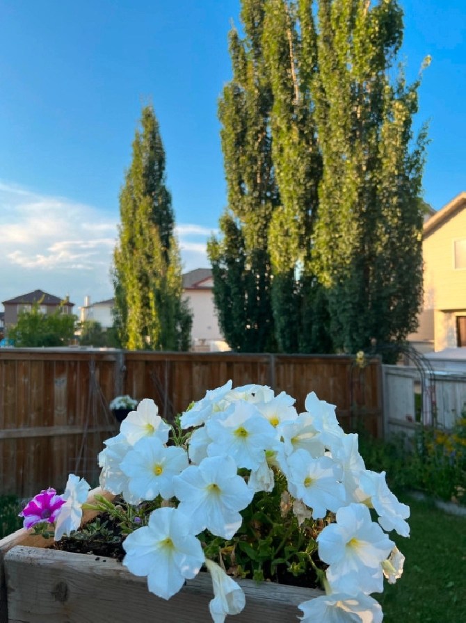 House for rent in Panorama close to Catholic & public Elementar in