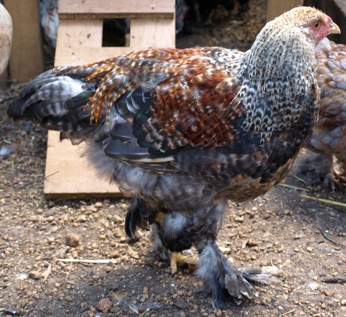 Brahma Chickens A Heritage Breed Of Chicken Religions Facts