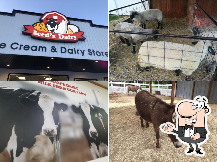 Reed's Dairy in Idaho Falls Restaurant menu and reviews