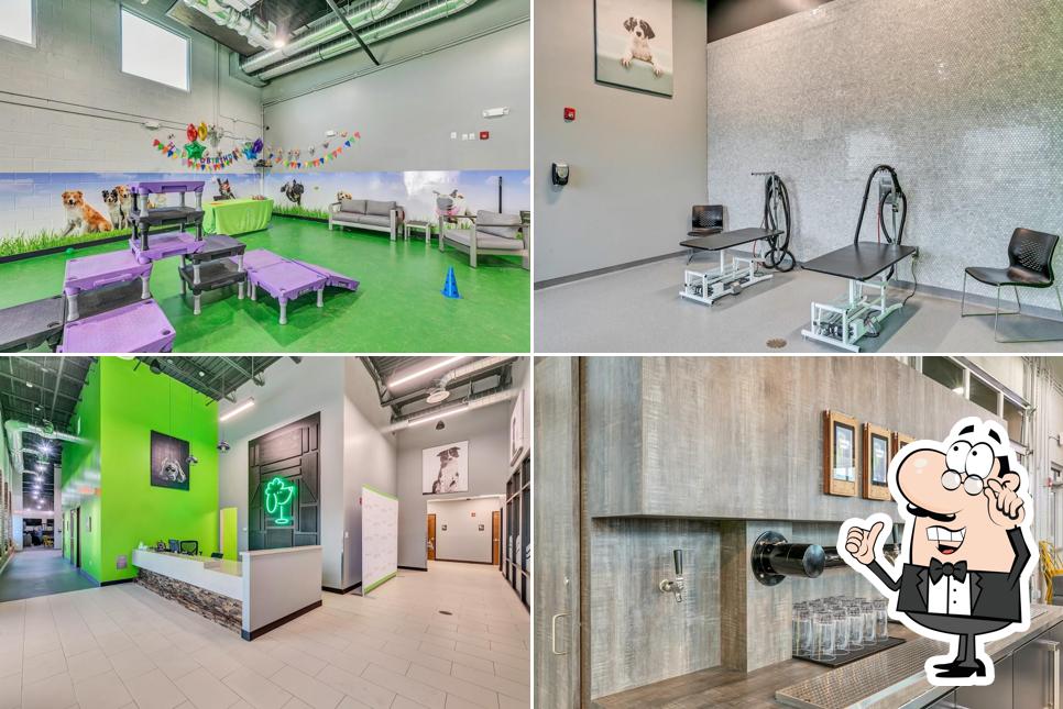 A Ruff Day Bark Club Orlando Dog Daycare Groomer Disney Dog Boarding