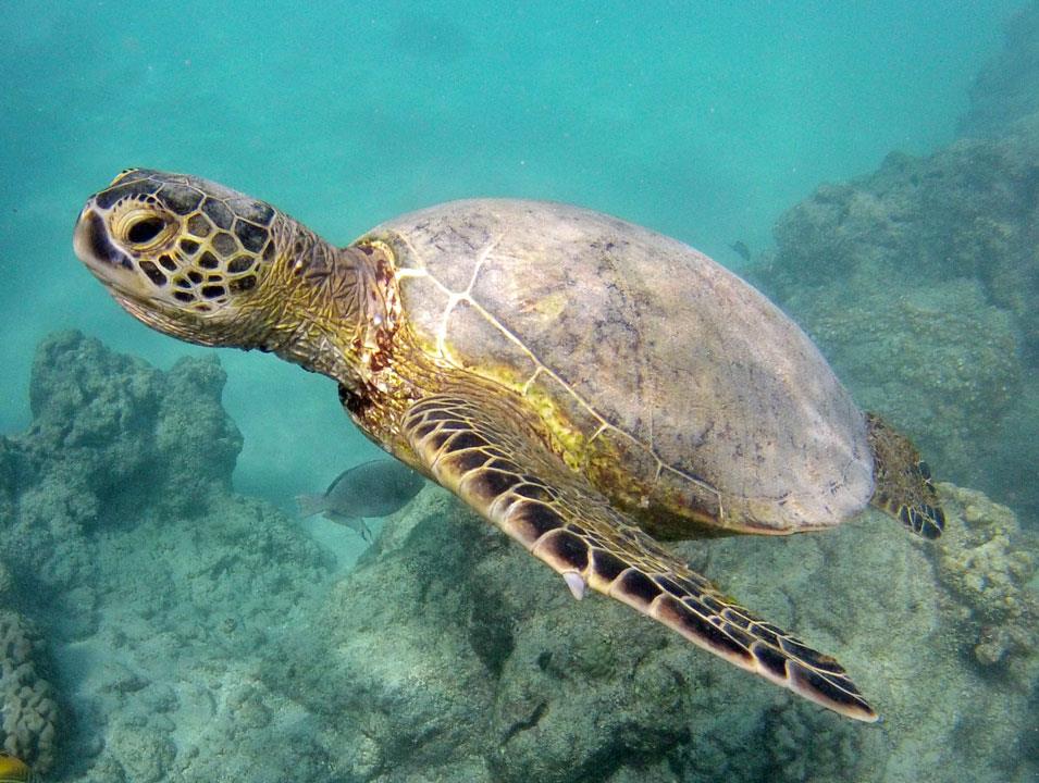 Hanauma Bay Guided Snorkel Tour .Hanauma Bay Dive Tours Reservations