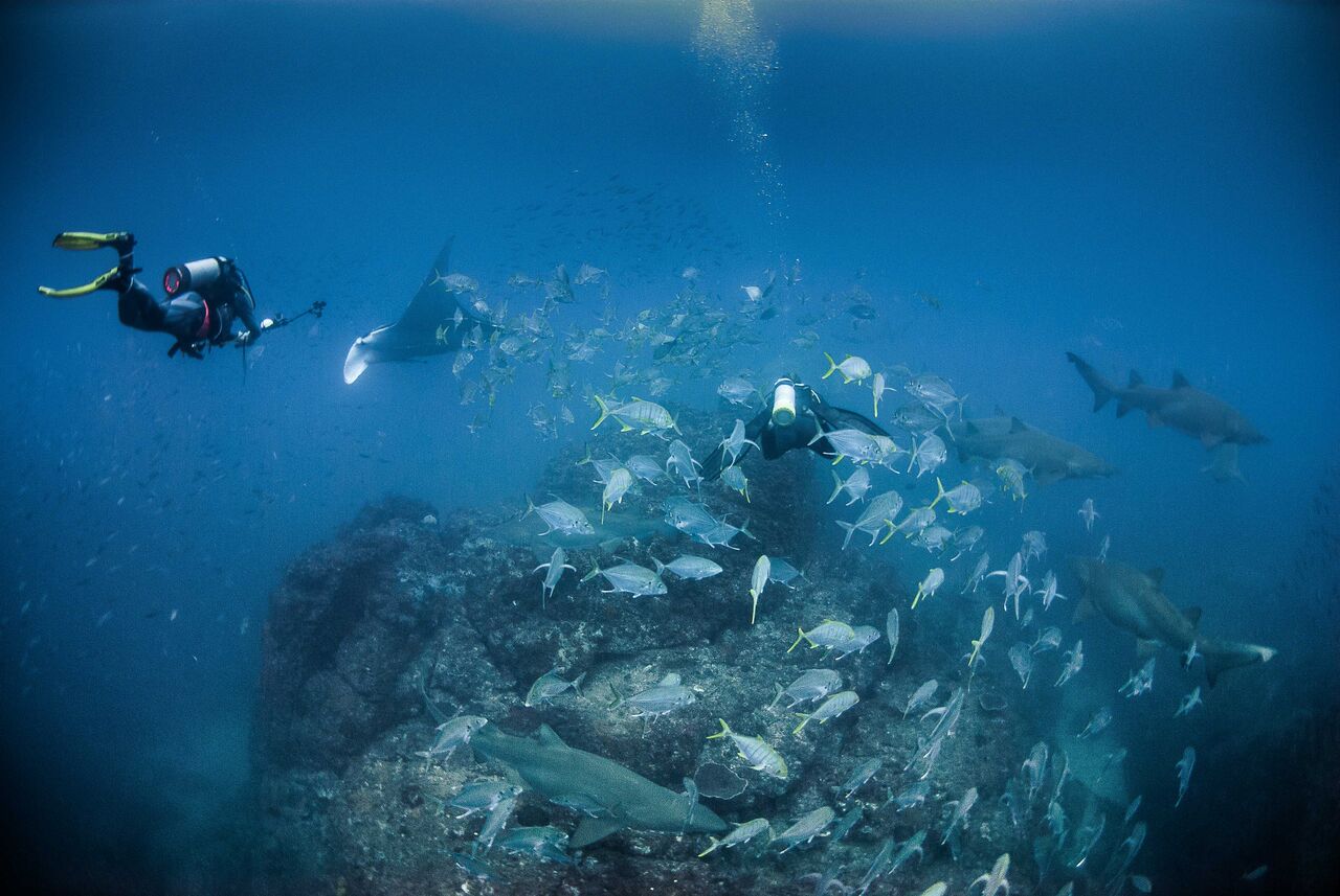 Double Dive Charter for Open Water Divers Wolf Rock Dive Reservations