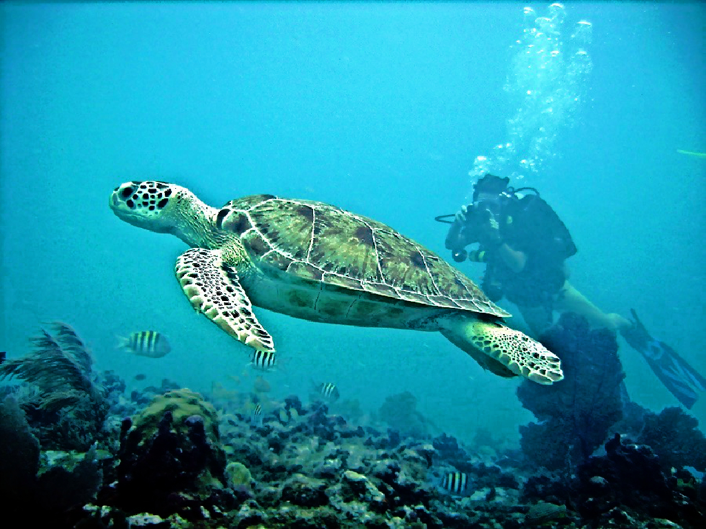 Key West Snorkel Trip Captain Hook's Reservations