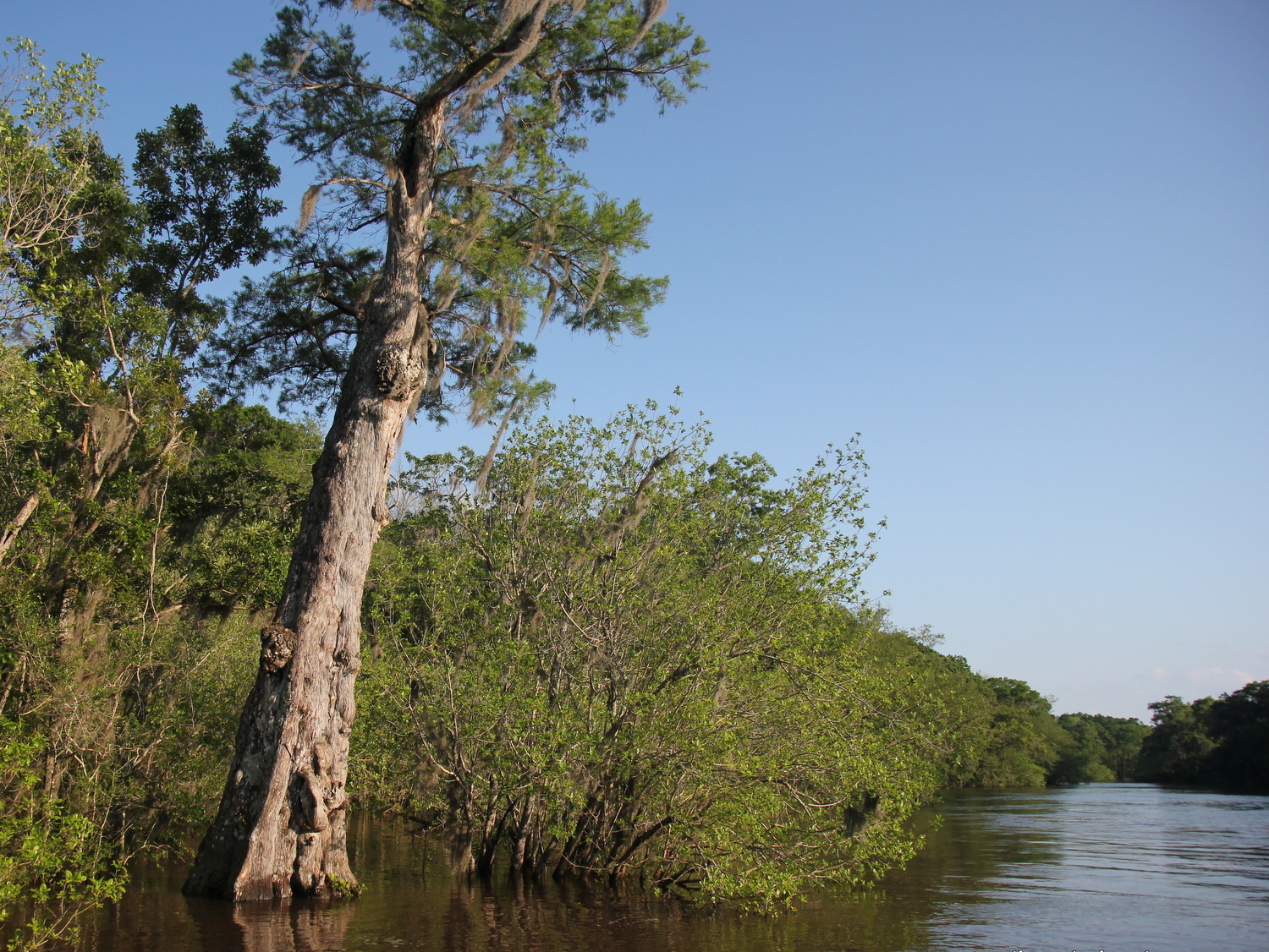Conservancy Altamaha to Sea Paddle Kayak Rental 2023