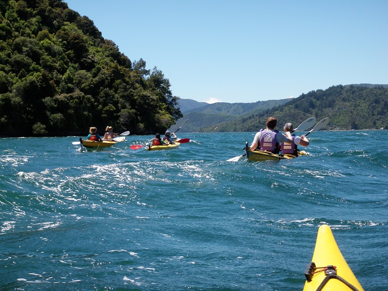 Sea Kayak Rental Half Day Marlborough Sounds Adventure Co. Reservations