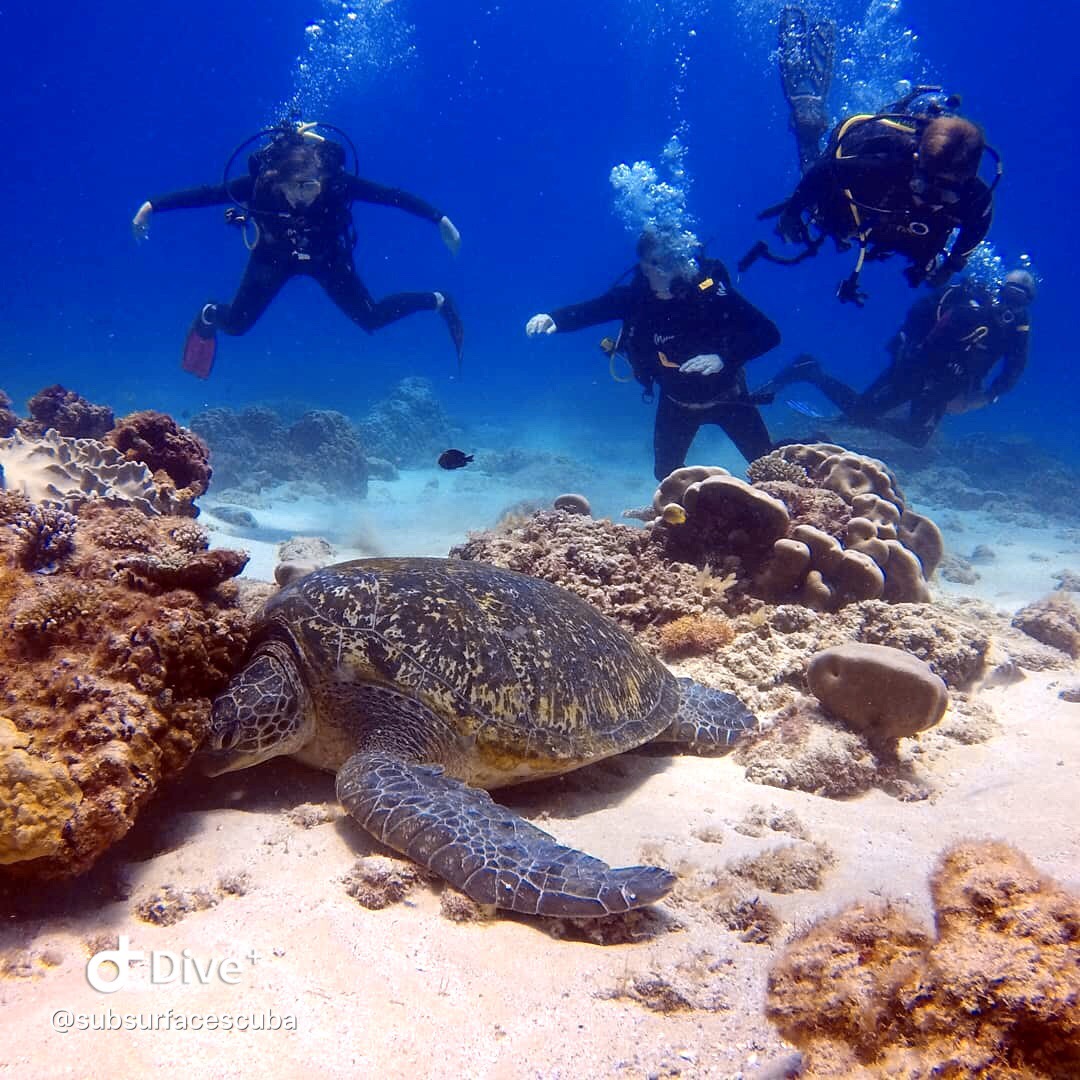 Noosa Scuba Diving Tour Jew Shoal Double Dive