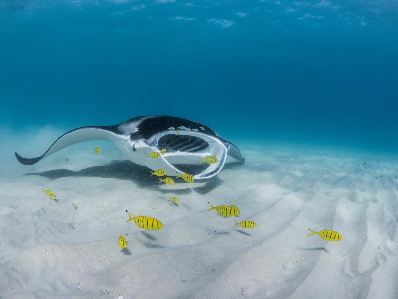 Ningaloo Adventure and Manta Ray TourFull Day Ningaloo Reef Dive and