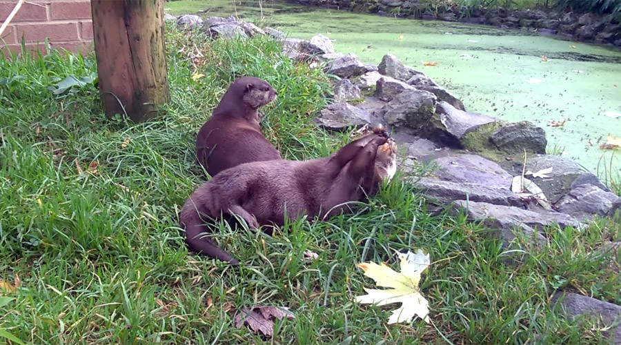 Otters show off impressive juggling skills (VIDEO) — RT News