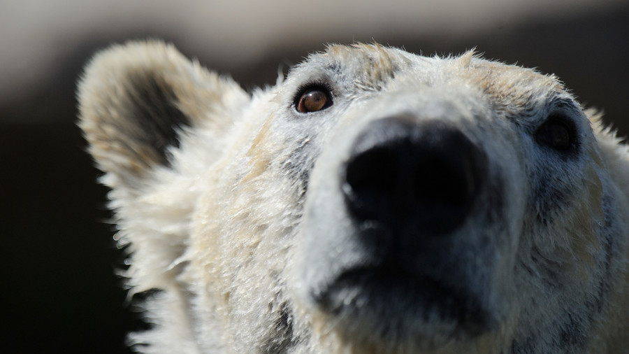 National Geographic releases FAKE NEWS video saying skinny Polar Bear