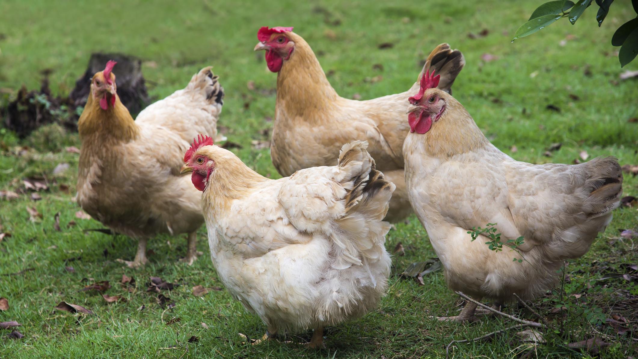 Kippen mogen weer naar buiten, ophokplicht na vogelgriep niet langer nodig