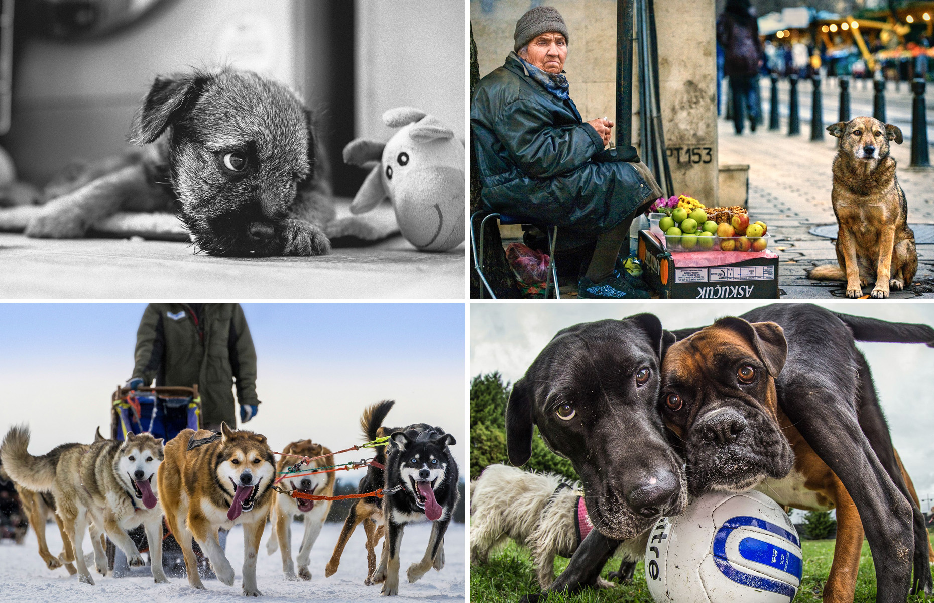 The Best Photos From the Kennel Club's Dog Photographer of the Year Contest