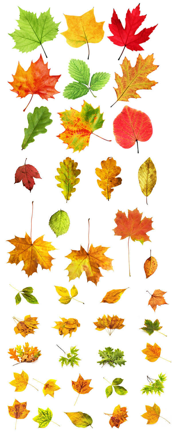 Types Of Leaves HD Walls Find Wallpapers