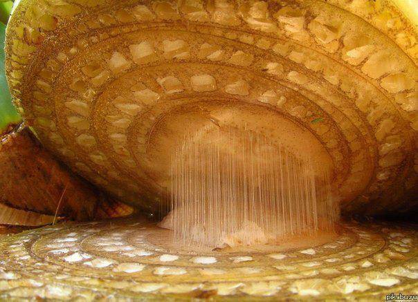 Everyday things under a microscope ShockBlast