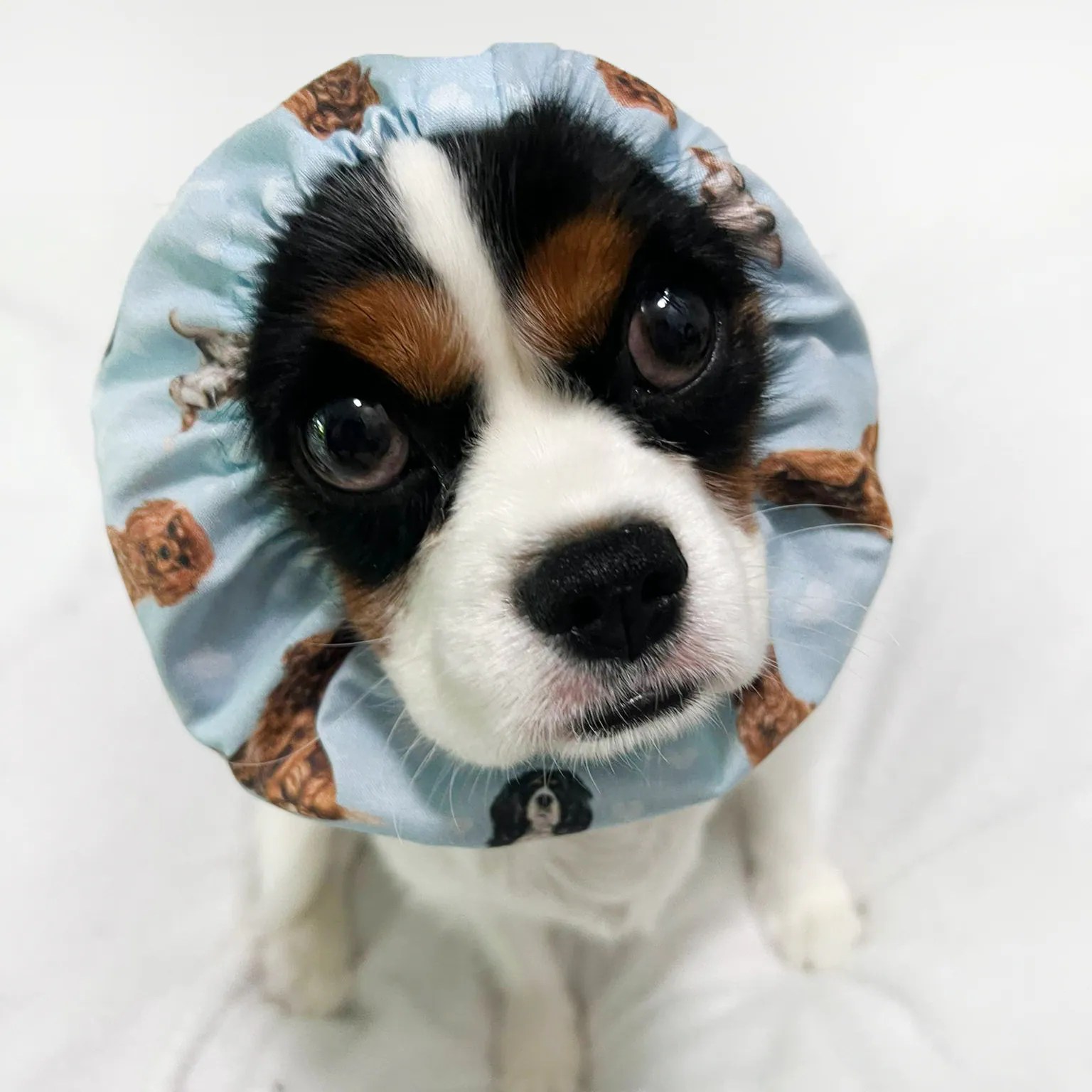 Cavalier King Charles Spaniel Pattern Snood